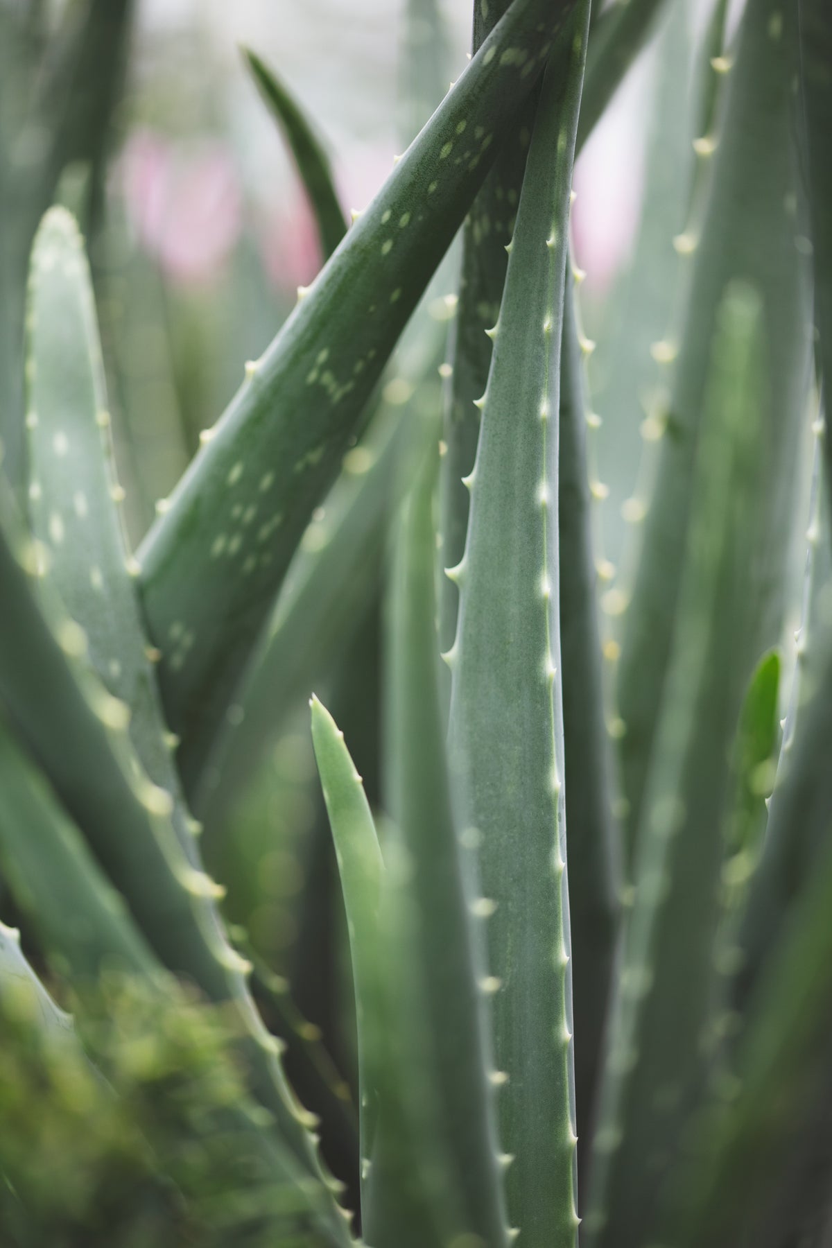 framedcanvas-print-cacti