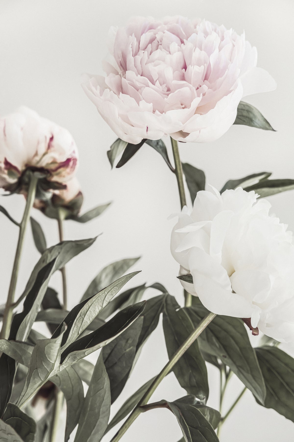 aluminium-print-peony-04