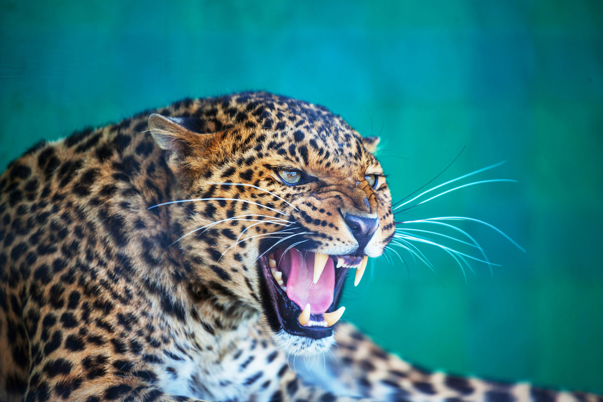 canvas-print-attention-leopard