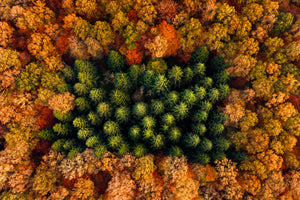 3-piece-canvas-print-wrapped-in-autumn
