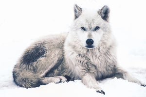 framedposter-print-the-wolf