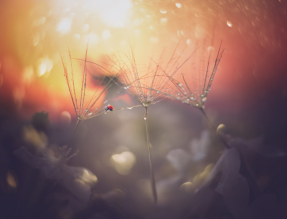 4-piece-aluminium-print-summer-dream-2