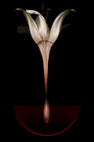 canvas-print-floating-lily