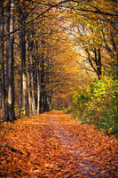 framedcanvas-print-deciduous-forest-in-autumn-light