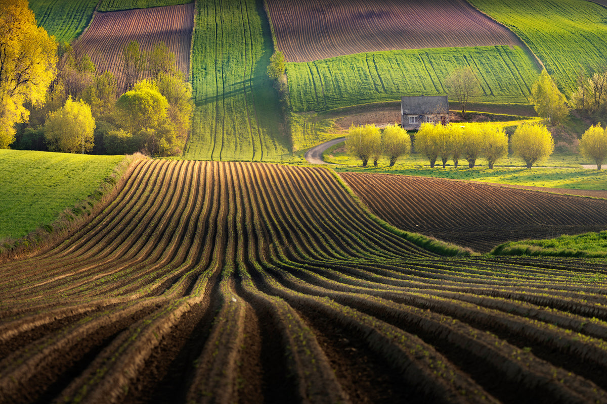 canvas-print-shape-x