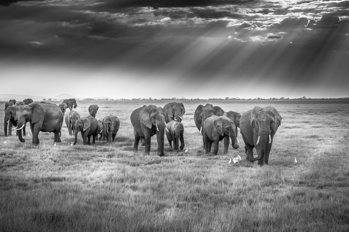 framedposter-print-breakfast-with-pachyderms-x
