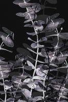 canvas-print-eucalyptus-negative-002