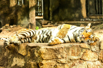 poster-print-the-siberian-tiger
