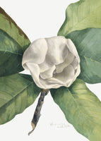framedposter-print-southern-magnolia-1918