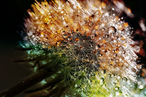modern-3-piece-acrylic-print-dandelion-in-the-morning-dew
