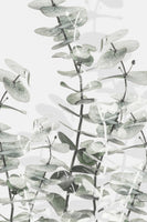 framedcanvas-print-eucalyptus-001