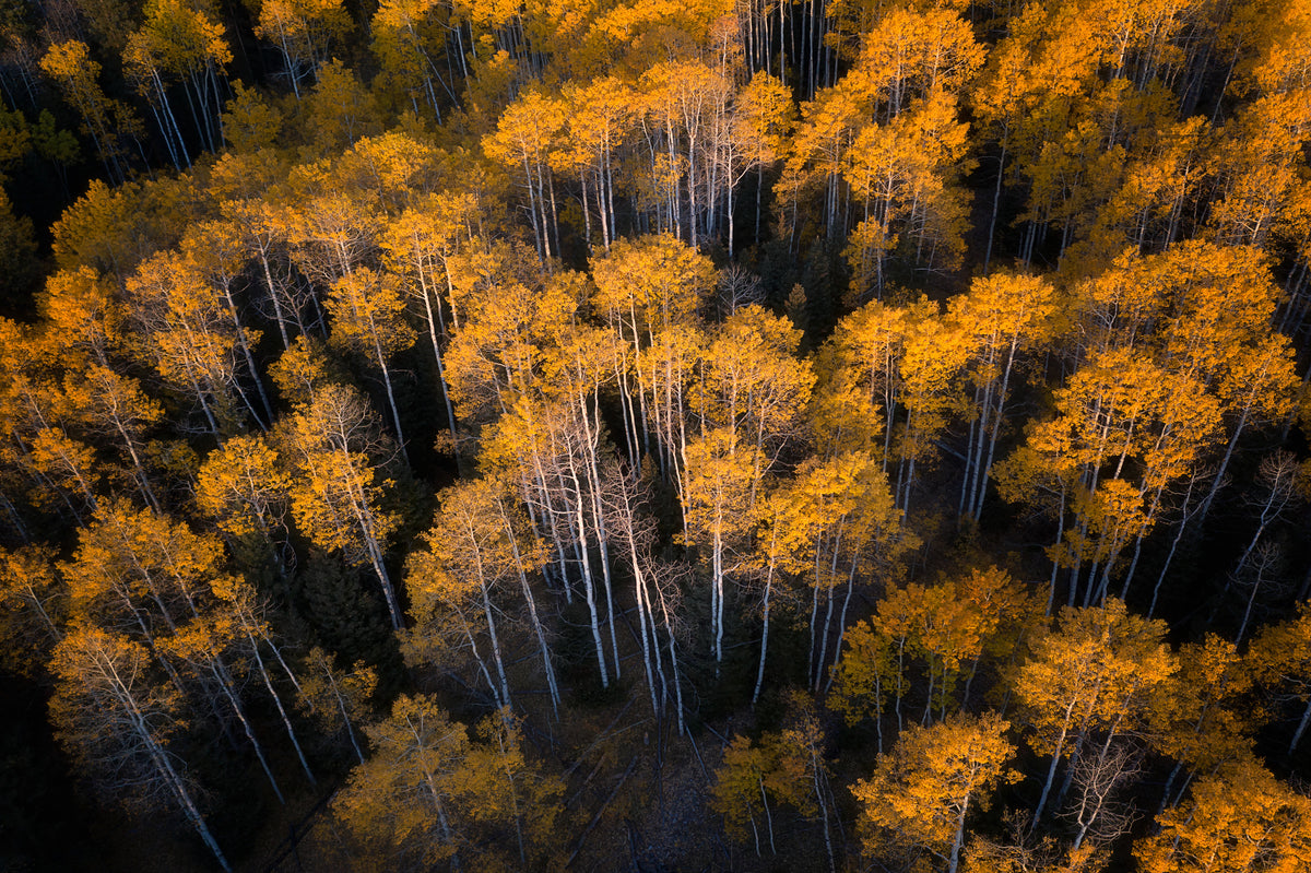 modern-3-piece-aluminium-print-aspen-in-autumn
