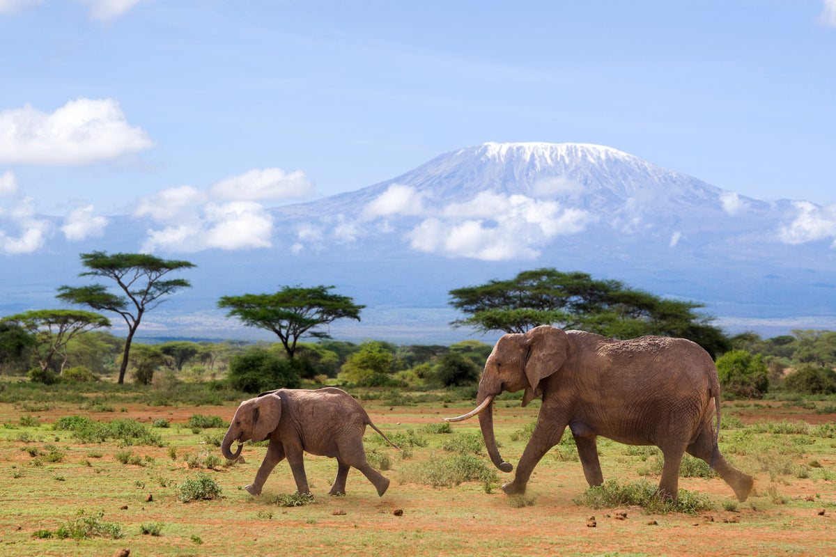 poster-print-elefanten-vor-dem-kilimanjaro