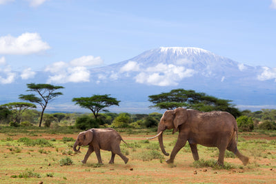 poster-print-elefanten-vor-dem-kilimanjaro