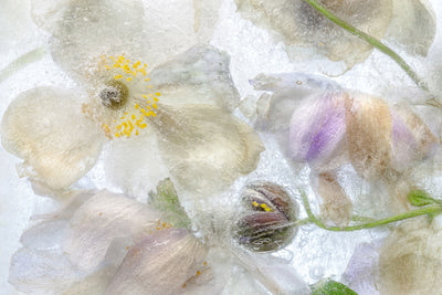 poster-print-anemone-frost-x