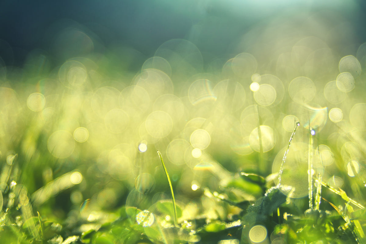 aluminium-print-in-the-meadow