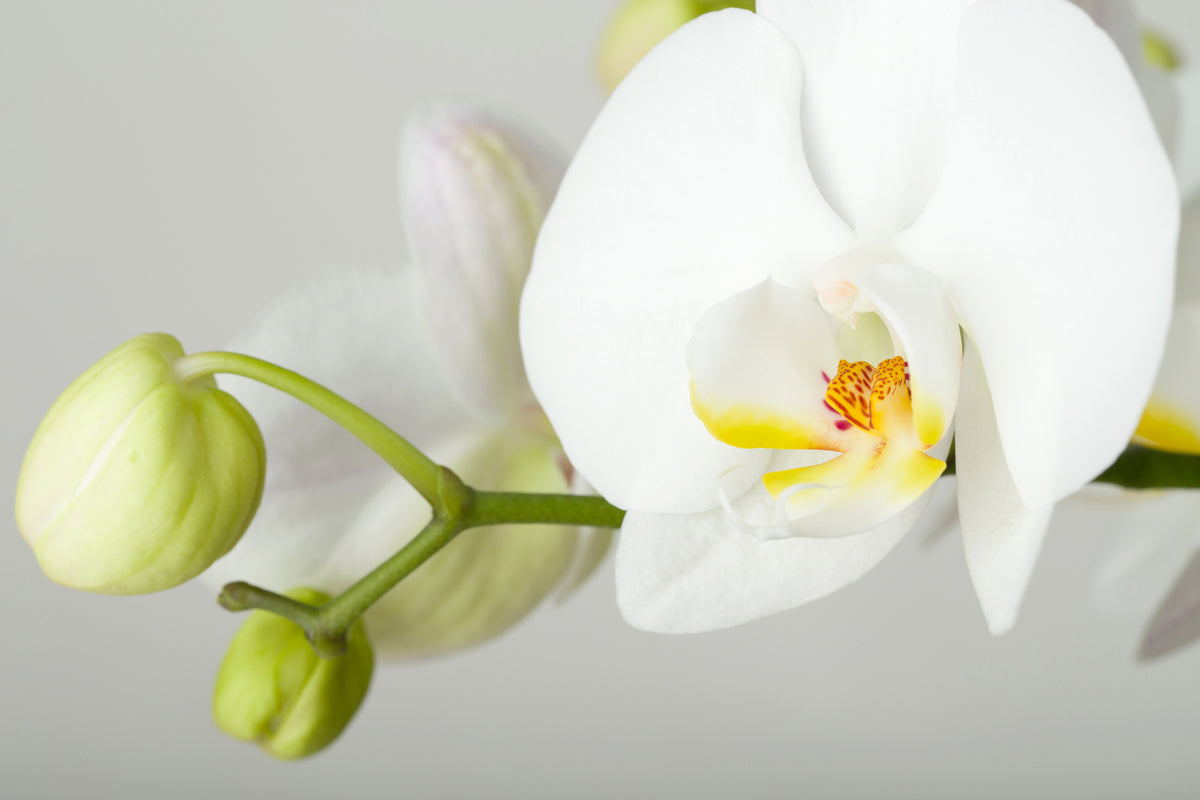 canvas-print-giant-orchid