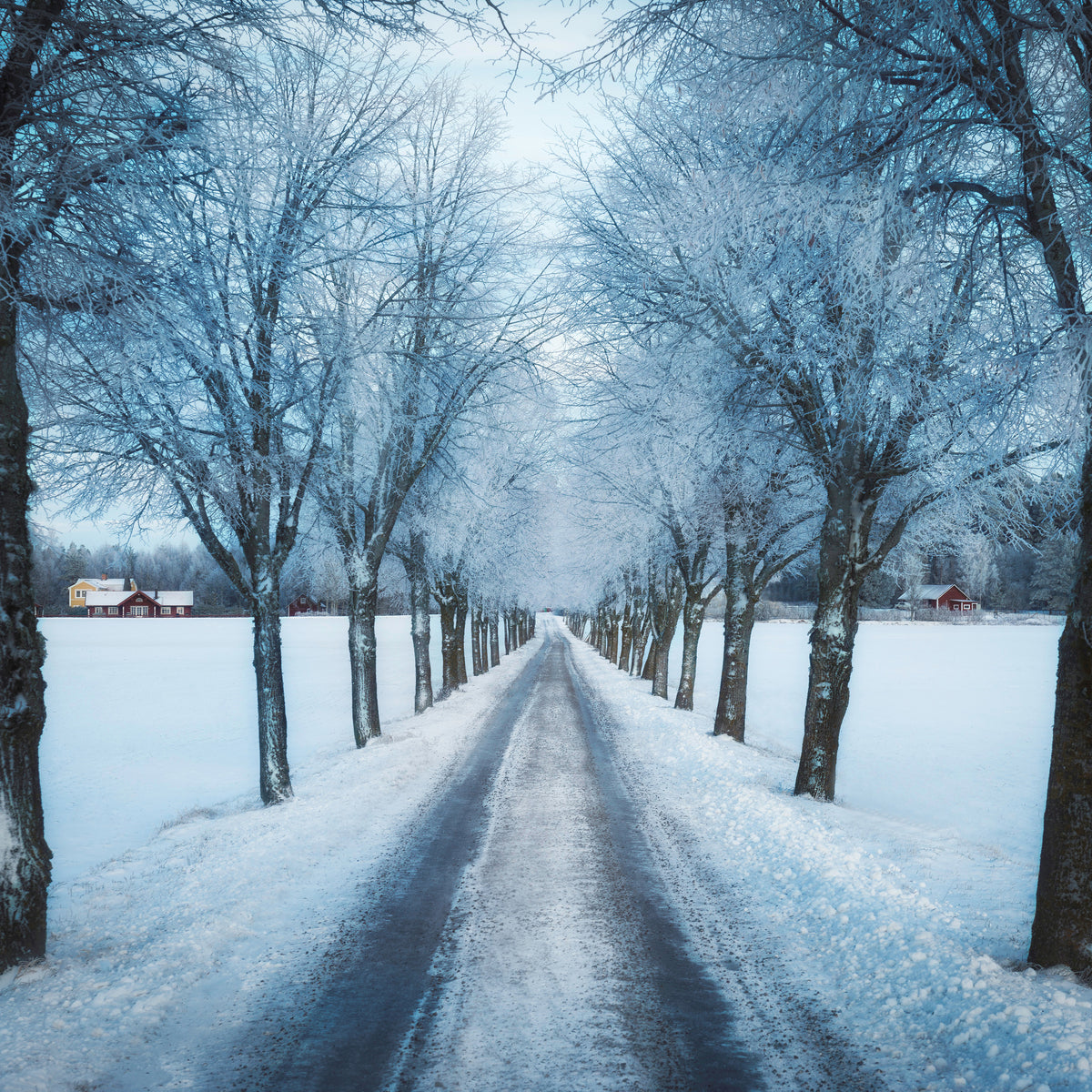acrylic-print-swedish-winter-x