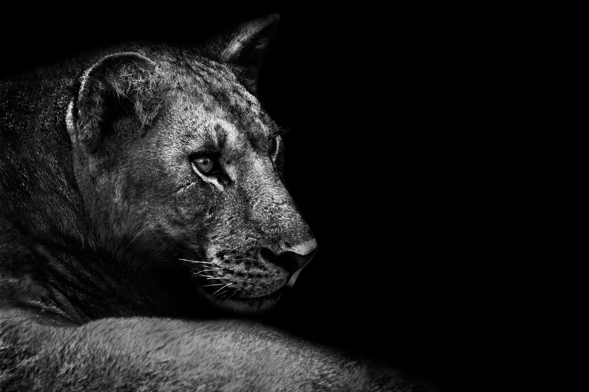 framedposter-print-lion