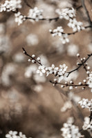 framedposter-print-last-spring-1