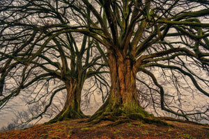 3-piece-canvas-print-ghostly-trees