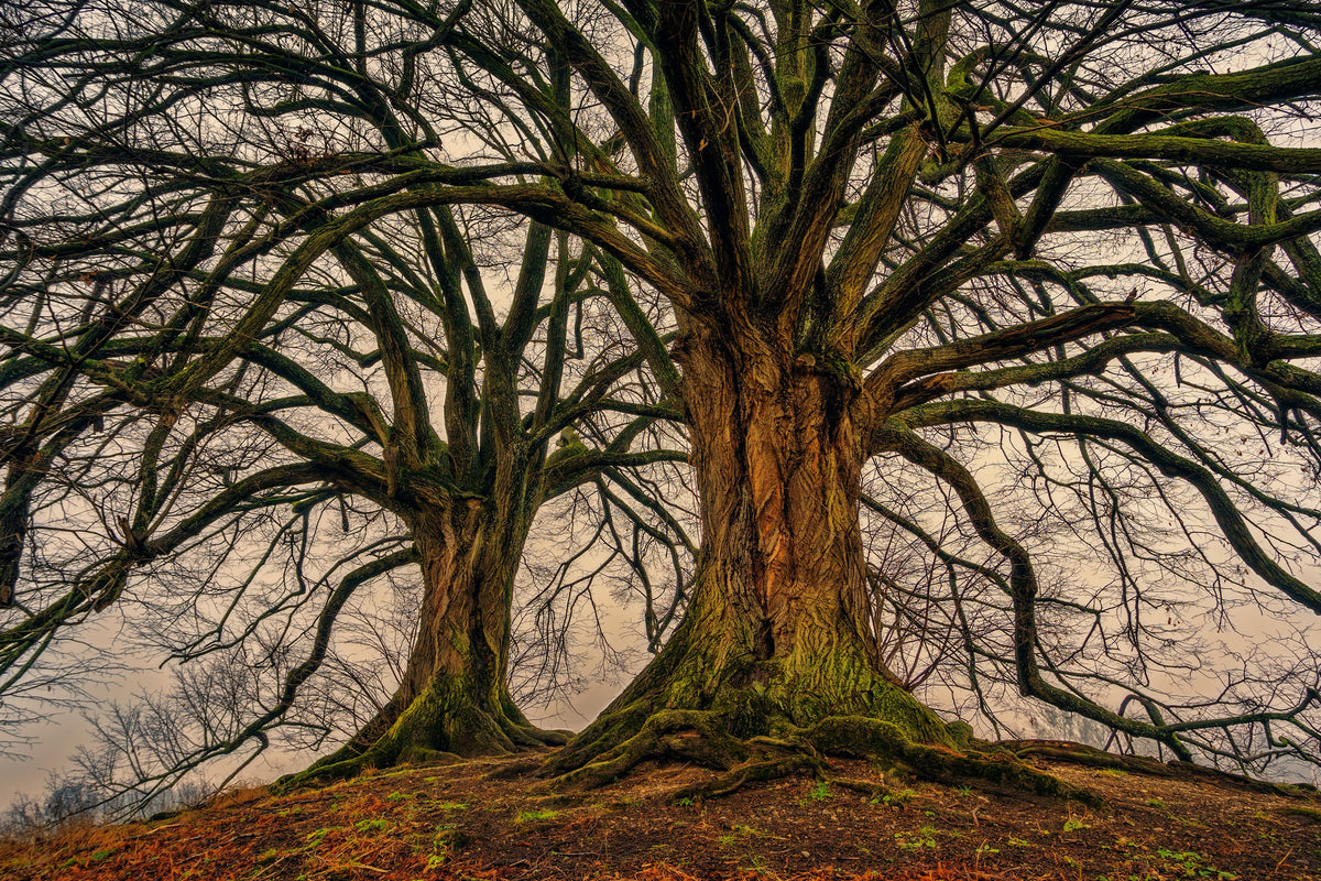 3-piece-canvas-print-ghostly-trees