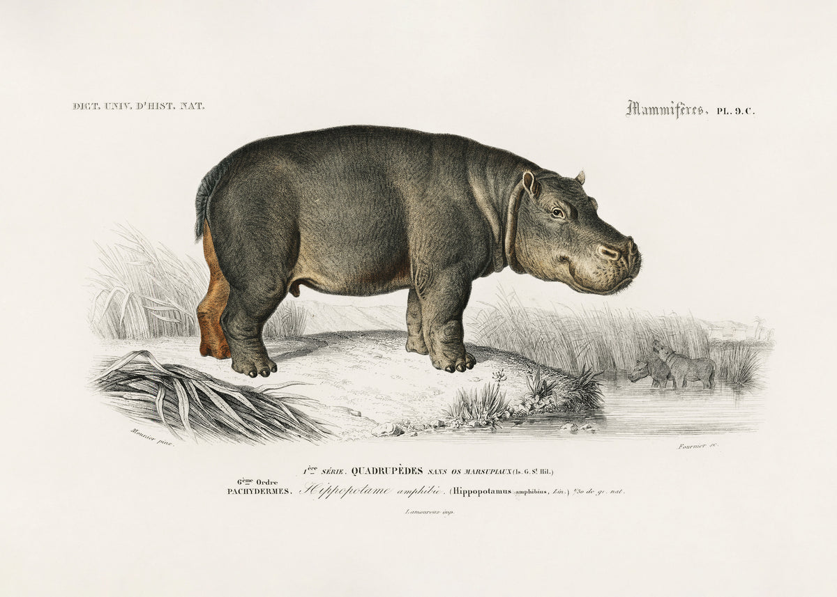 acrylic-print-hippopotamus