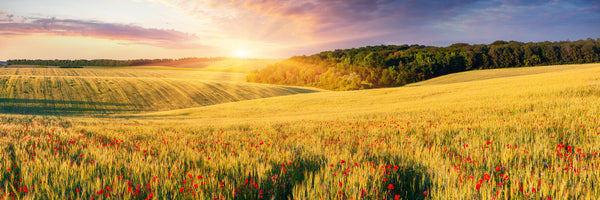 panoramic-canvas-print-a-flower-field-at-sunrise-panorama