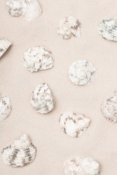 poster-print-shells-2