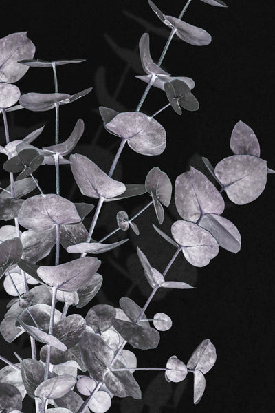 poster-print-eucalyptus-negative-003