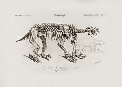 poster-print-megatherium