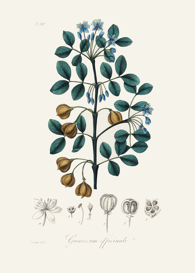 poster-print-guaiacwood-guaiacum-officinale-medical-botany