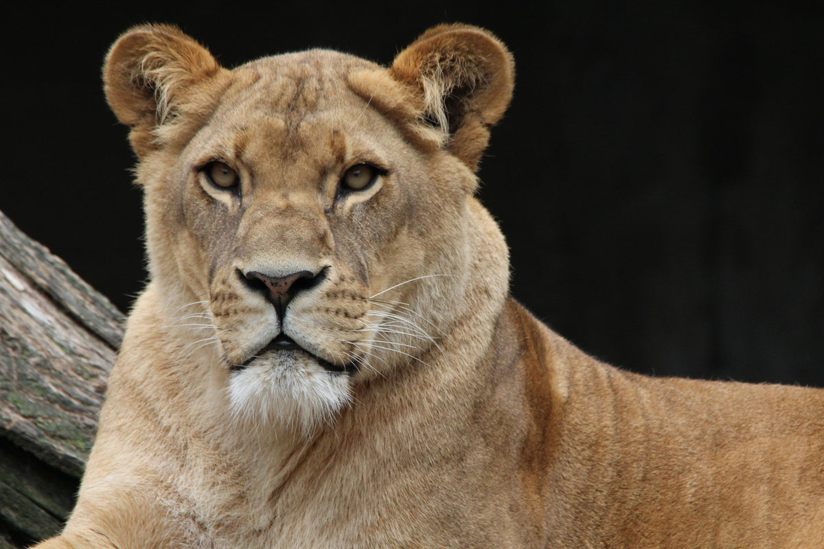 aluminium-print-proud-lioness