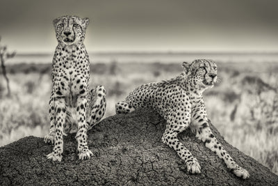 poster-print-two-cheetahs-watching-out