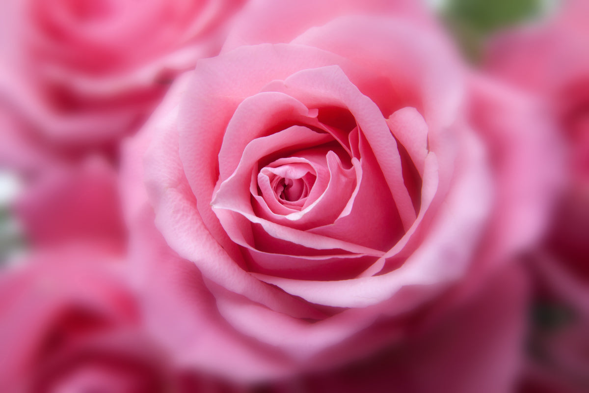 framedcanvas-print-roses-macro