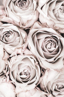 framedposter-print-grey-roses-no-01