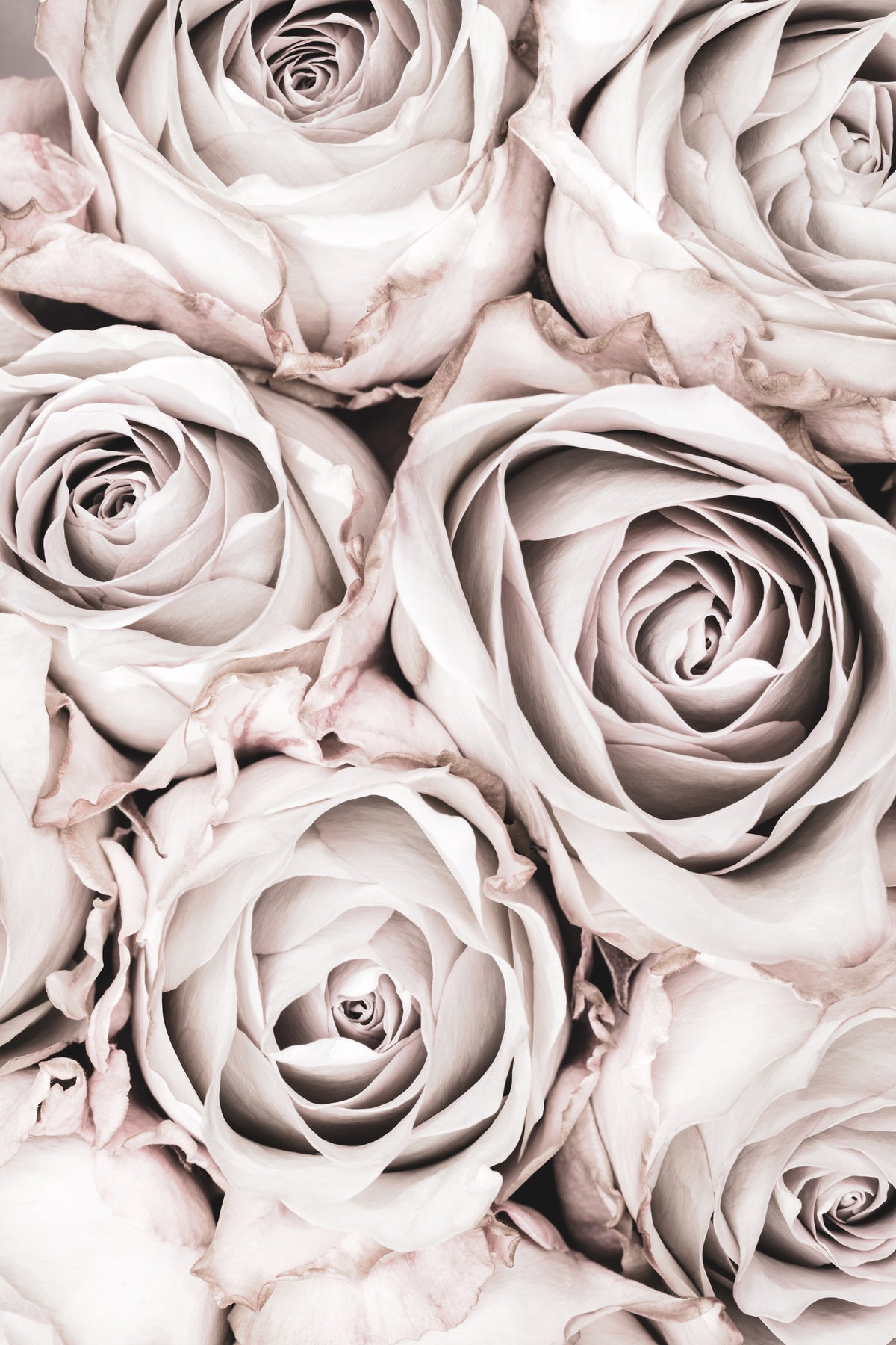 framedposter-print-grey-roses-no-01