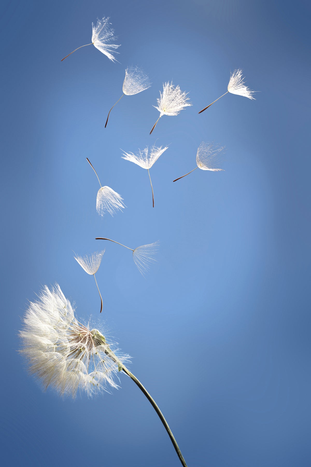aluminium-print-dandelion-xl