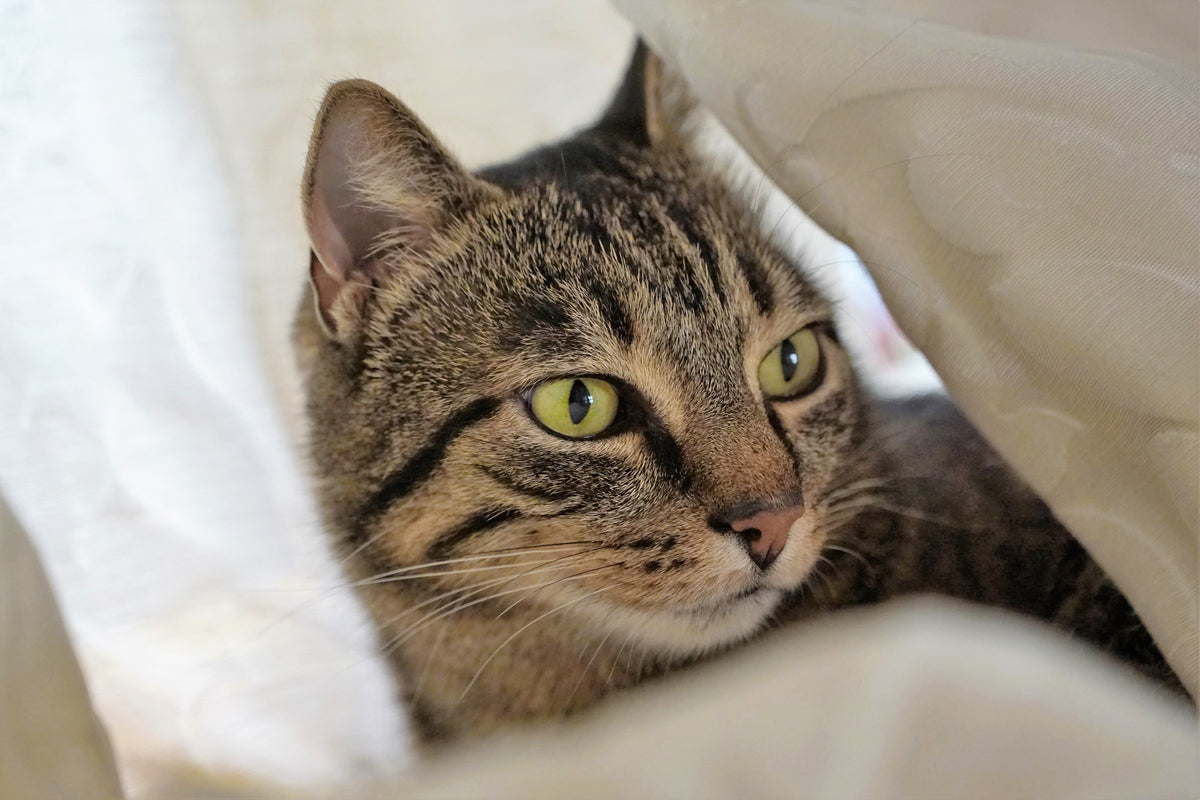 framedposter-print-favorite-cat