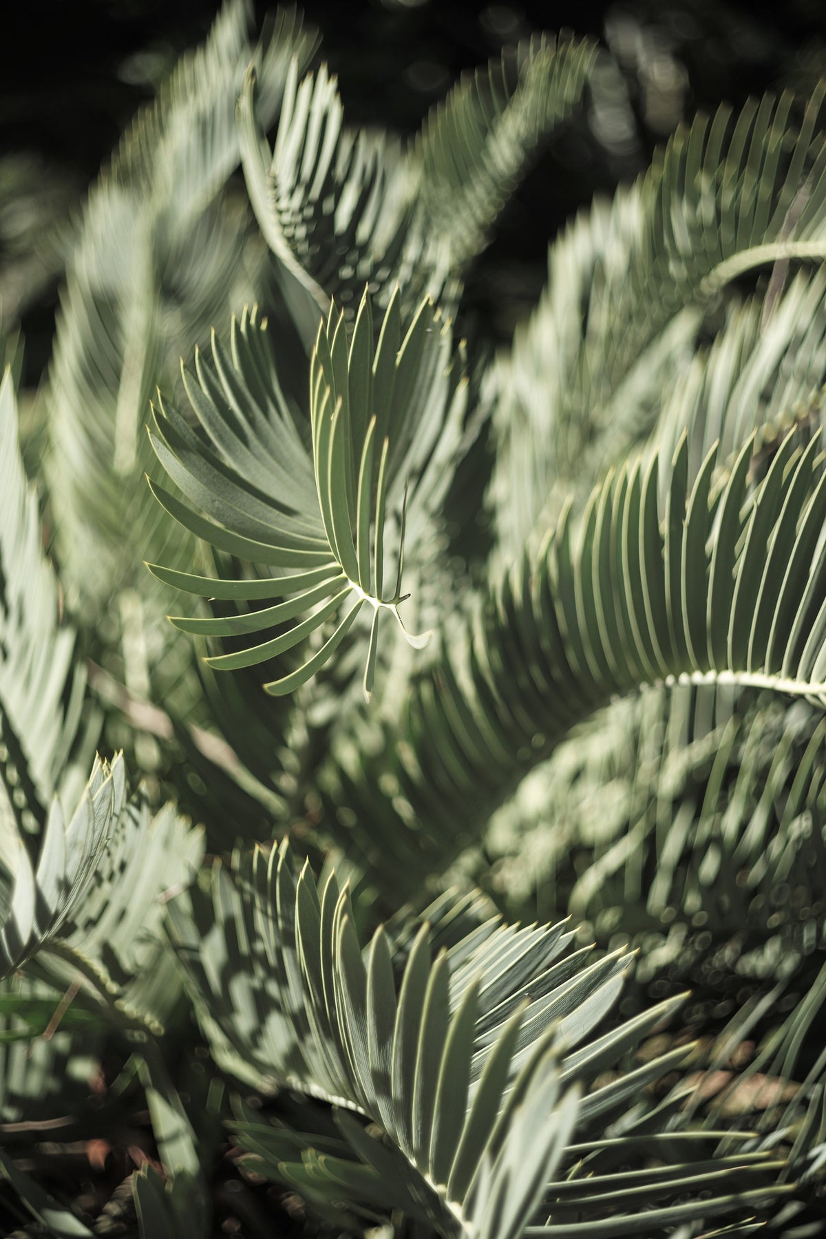 aluminium-print-garden-geometry