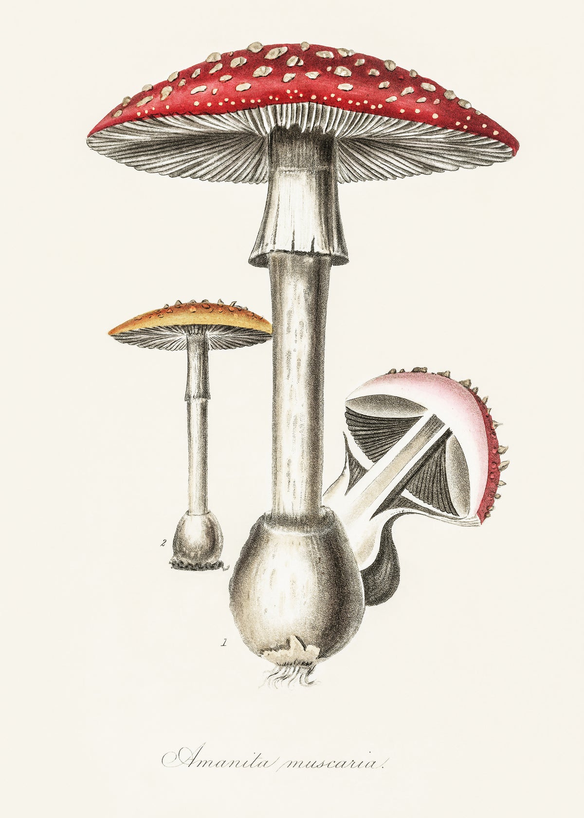 canvas-print-amanita-muscaria-illustration