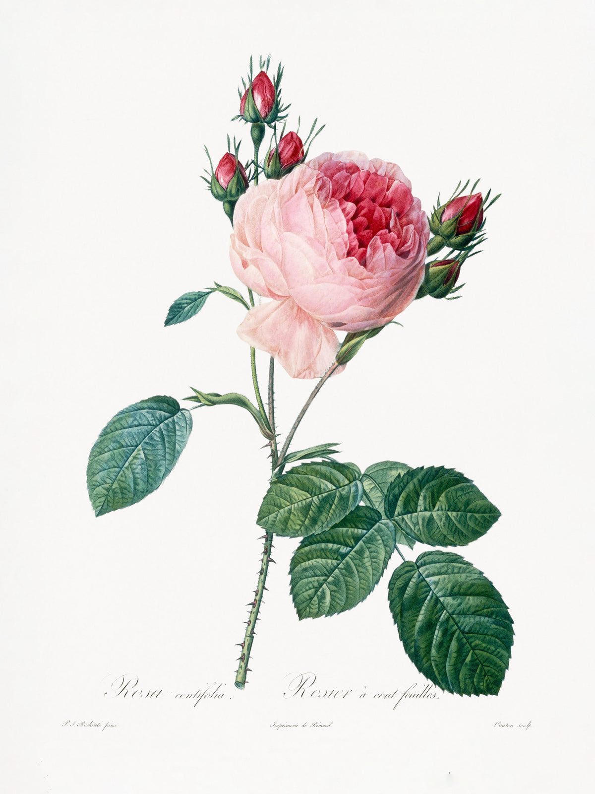 acrylic-print-rosier-a-cent-feuilles-from-les-roses