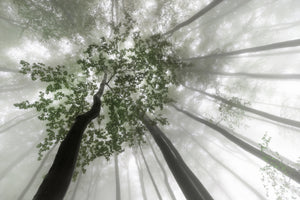 aluminium-print-misty-mystery-of-the-forest