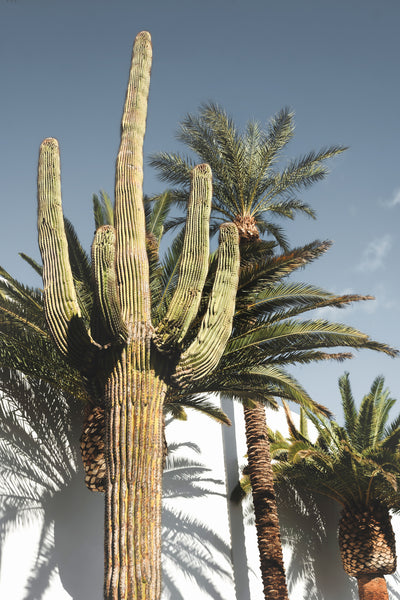 poster-print-cactus-las-vegas