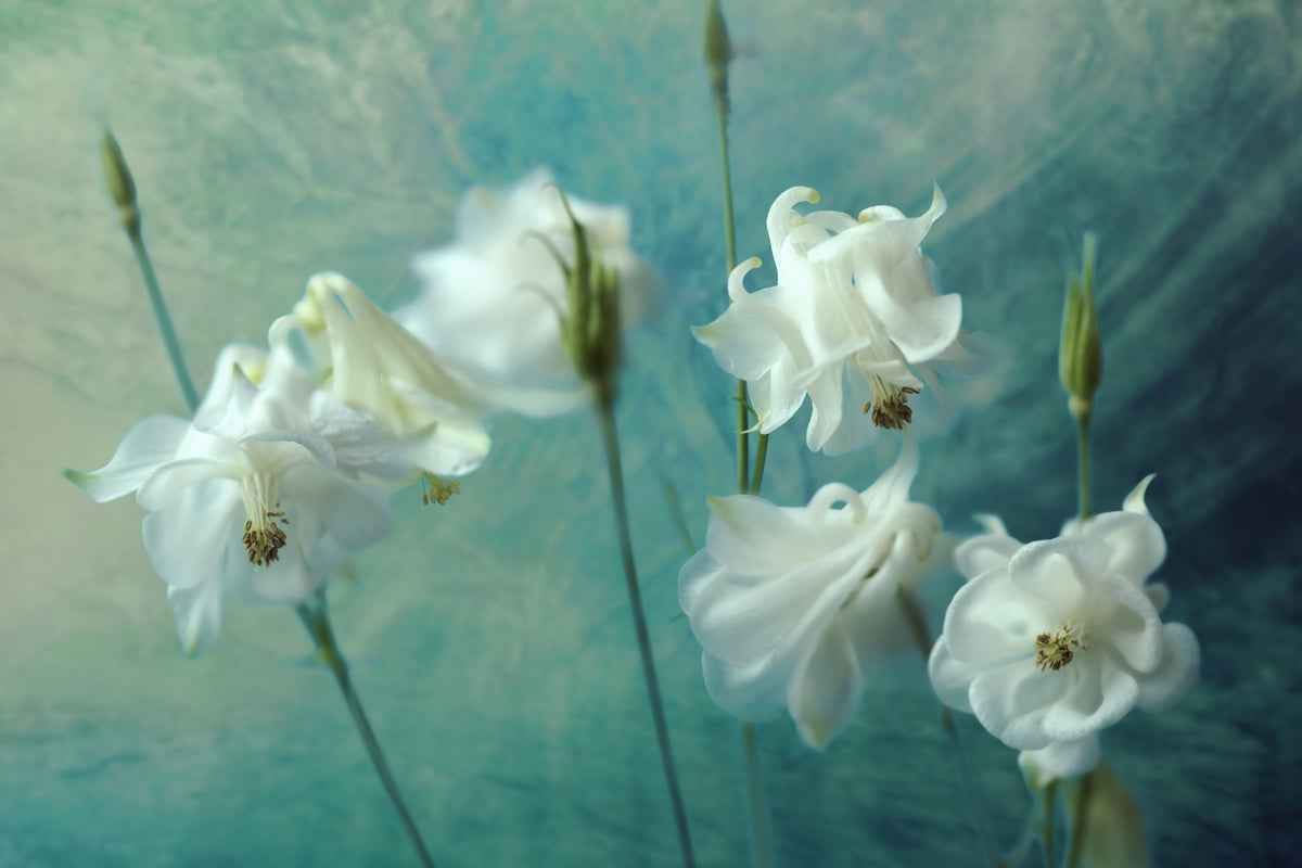 acrylic-print-crowns-of-thorns-x