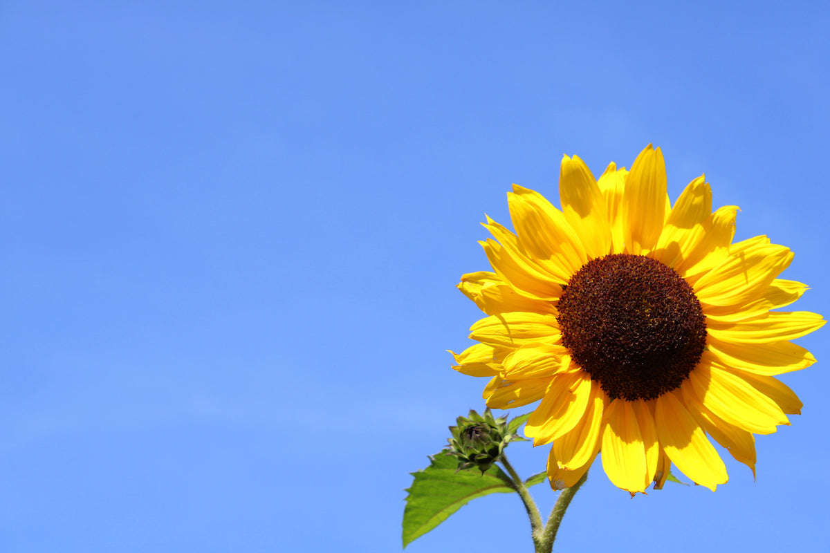 acrylic-print-sunflower-with-blue-sky