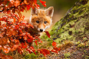 canvas-print-fox-x