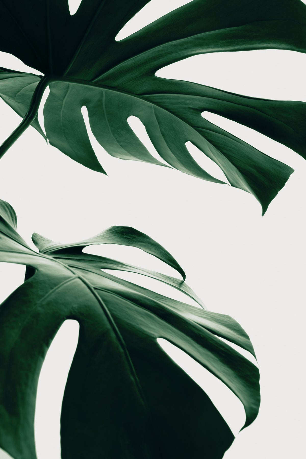 aluminium-print-monstera-natural-12