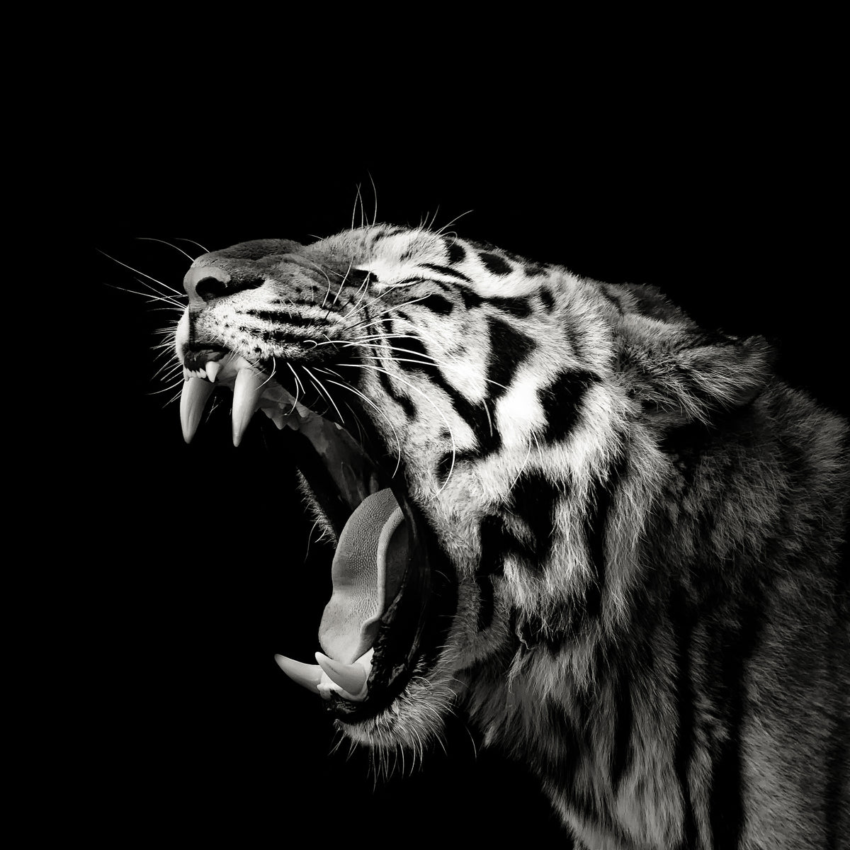 acrylic-print-primal-yawn-4-x