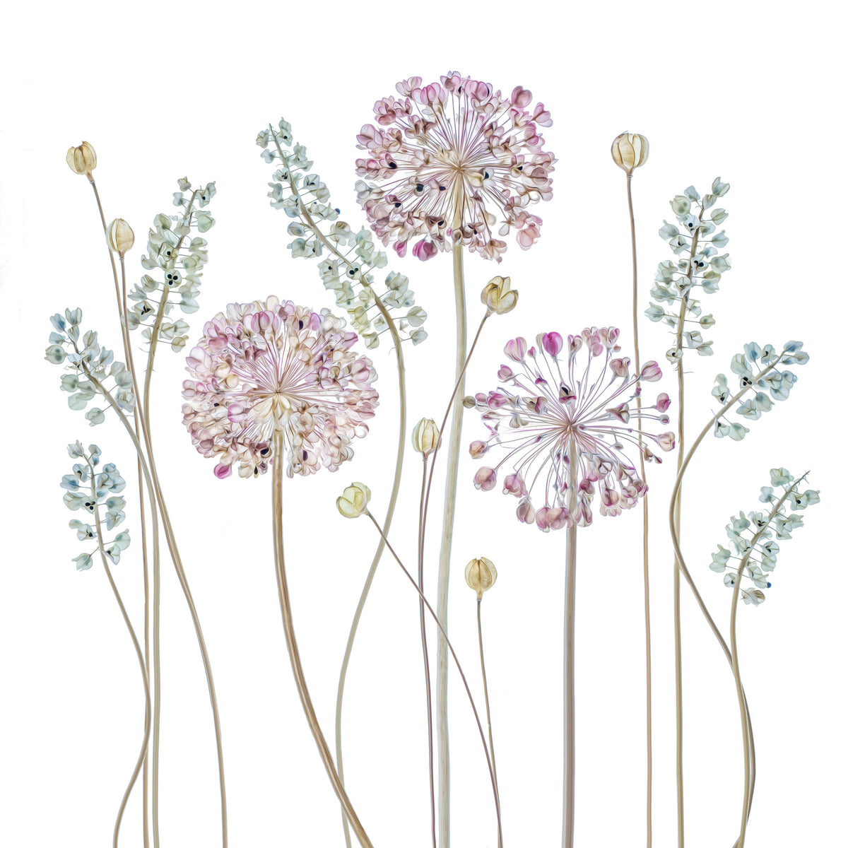 9-piece-aluminium-print-allium-a